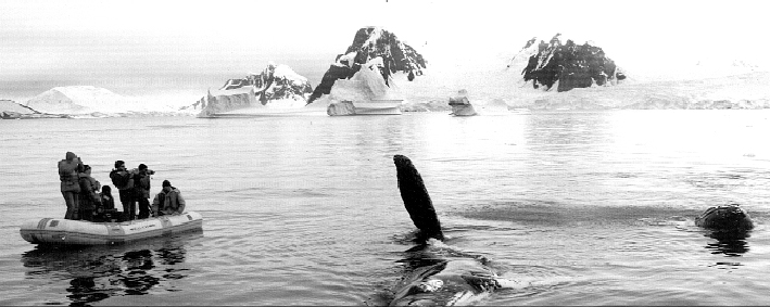Ук­ра­їн­ські до­слід­ни­ки Ан­тарк­ти­ди ве­дуть спос­те­ре­жен­ня за ки­том в ак­ва­то­рії За­хід­ної Ан­тарк­ти­ки